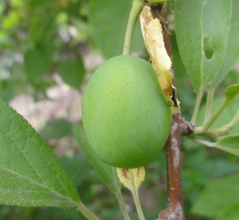  p>东北李是蔷薇科李属的一种乔木,高2.5-3米.