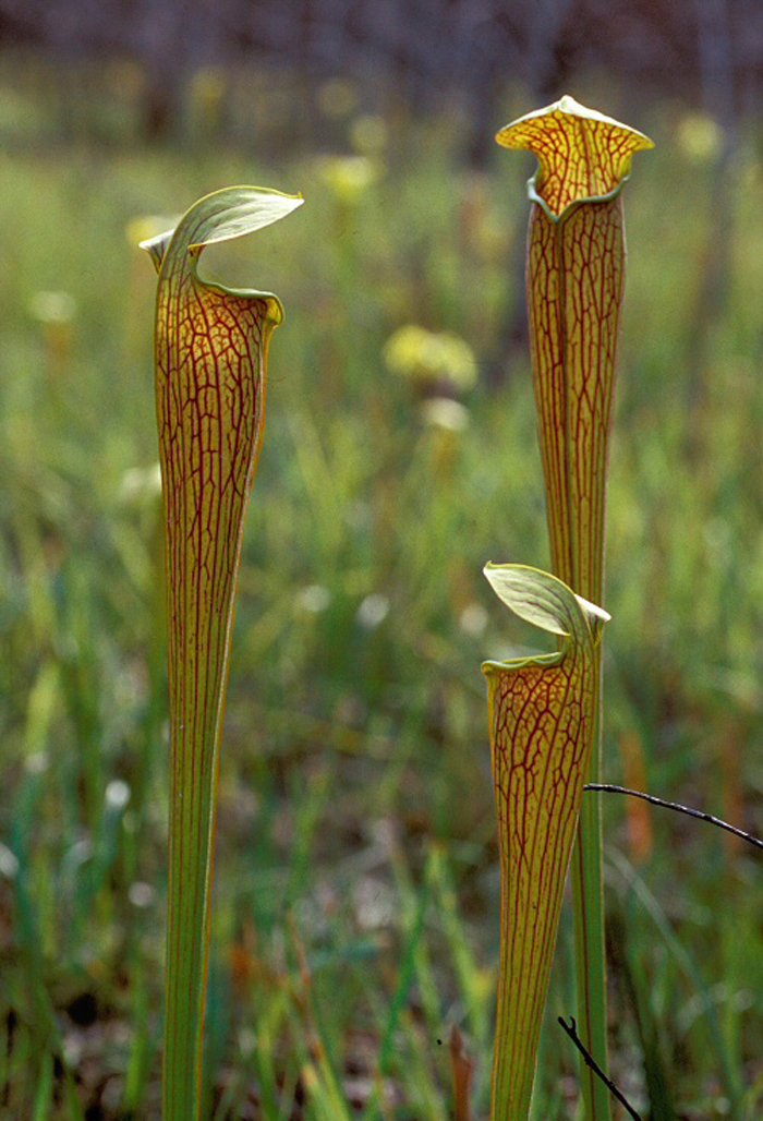  p data-id="gnauc8ap4a">翅状瓶子草(学名:sarracenia alata )单词"