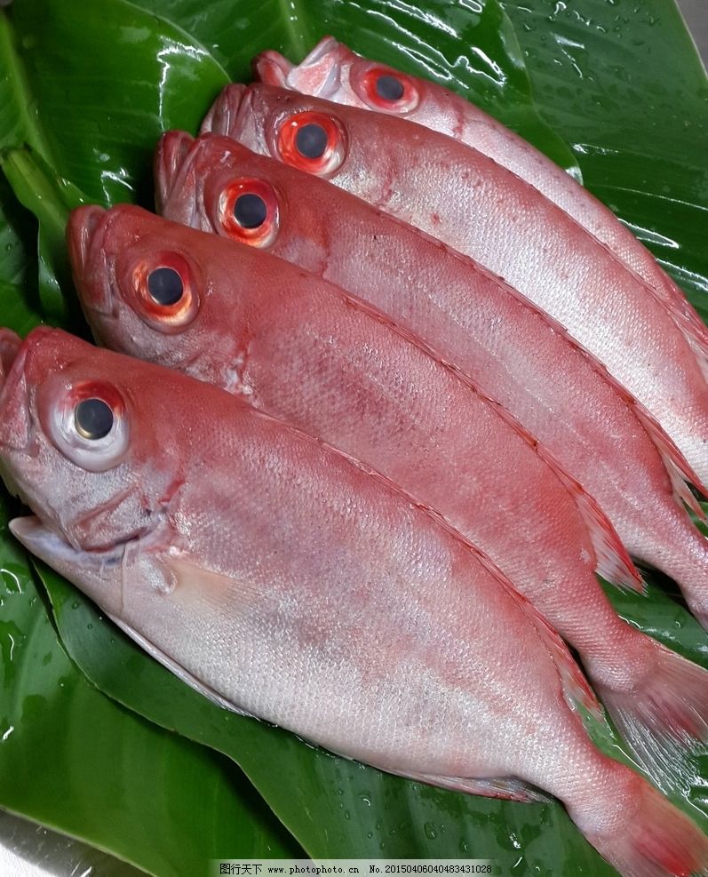  p>斑鳍大眼鲷,学名: i>priacanthus cruentatus /i> (lacepede, 1801