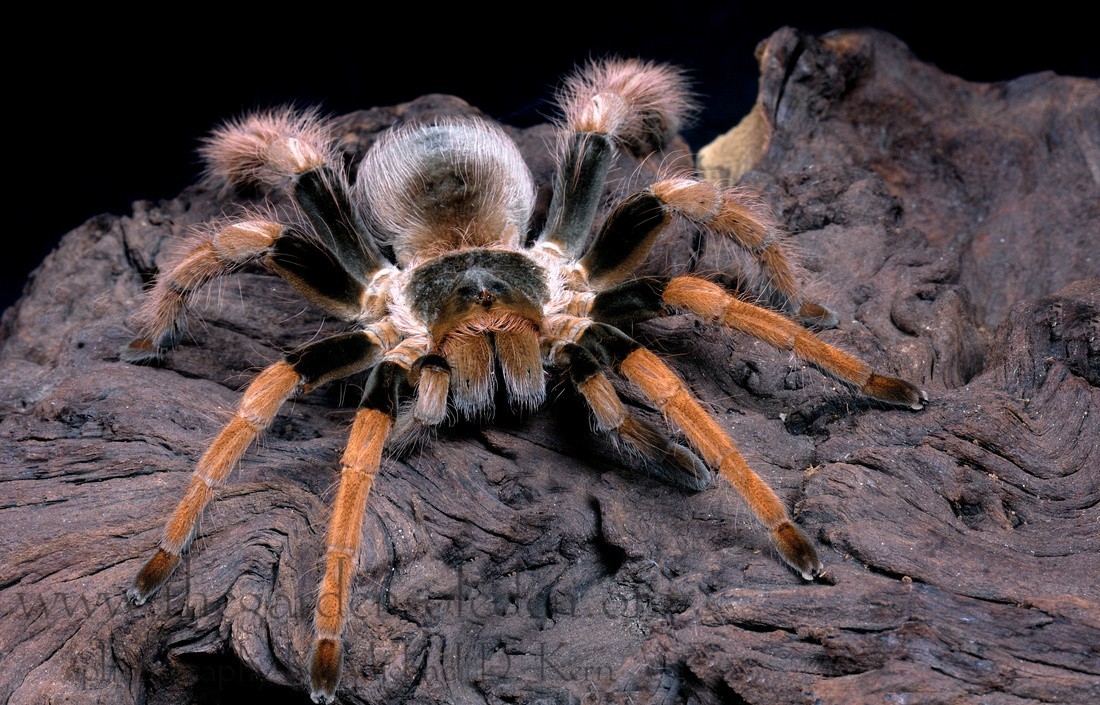  p>墨西哥血脚,英文名mexican bloodleg tarantula,拉丁学名