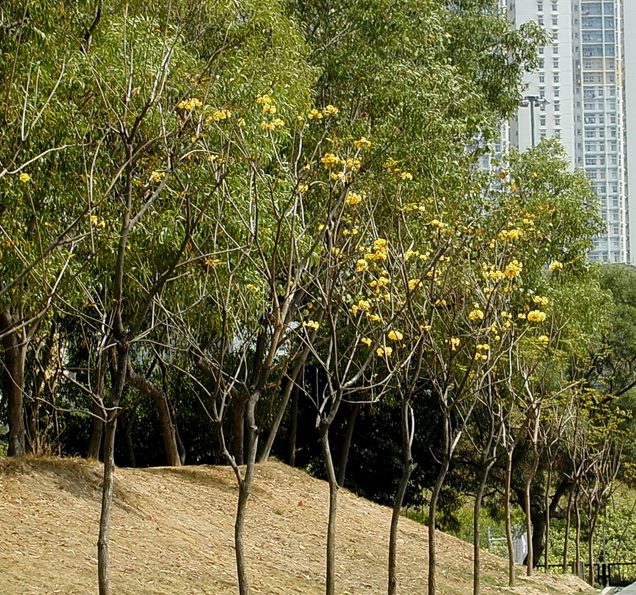  p>黄花风铃木(学名: i>handroanthus chrysanthus /i> (jacq.) s.o.