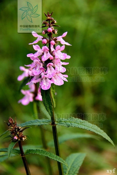  p>针筒菜, a href="#" data-lemmaid="3514470">多年生草本 /a>,高30