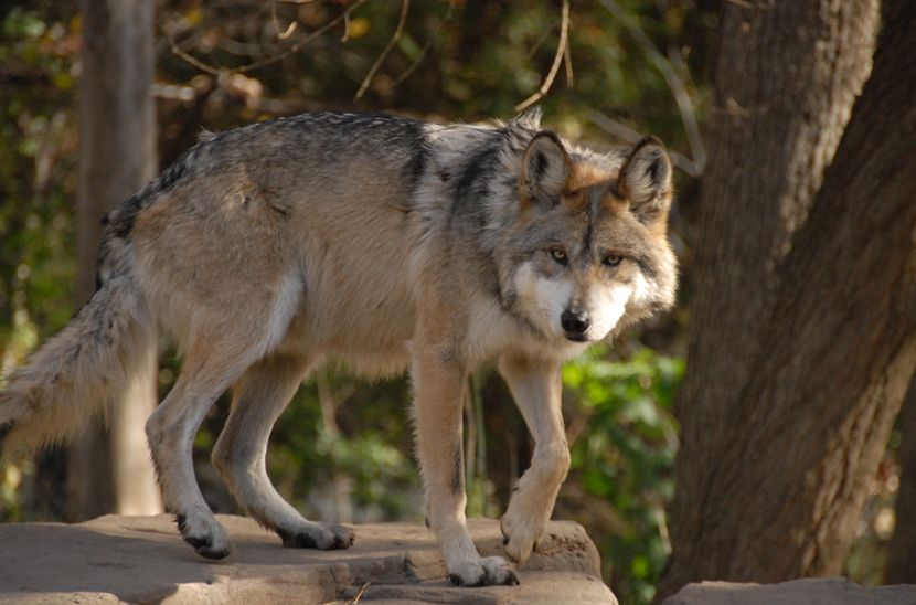  p>墨西哥狼(学名: i>canis lupus baileyi /i>)是 a href="#" data