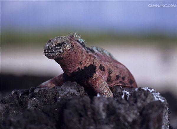  p>海鬣蜥(学名: i>amblyrhynchus cristatus /i>):是仅出没在 a href