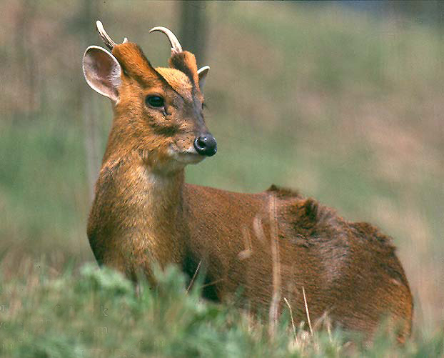  p>赤麂(jǐ)(学名: i>muntiacus muntjak /i>):为麂类中体形最大一种