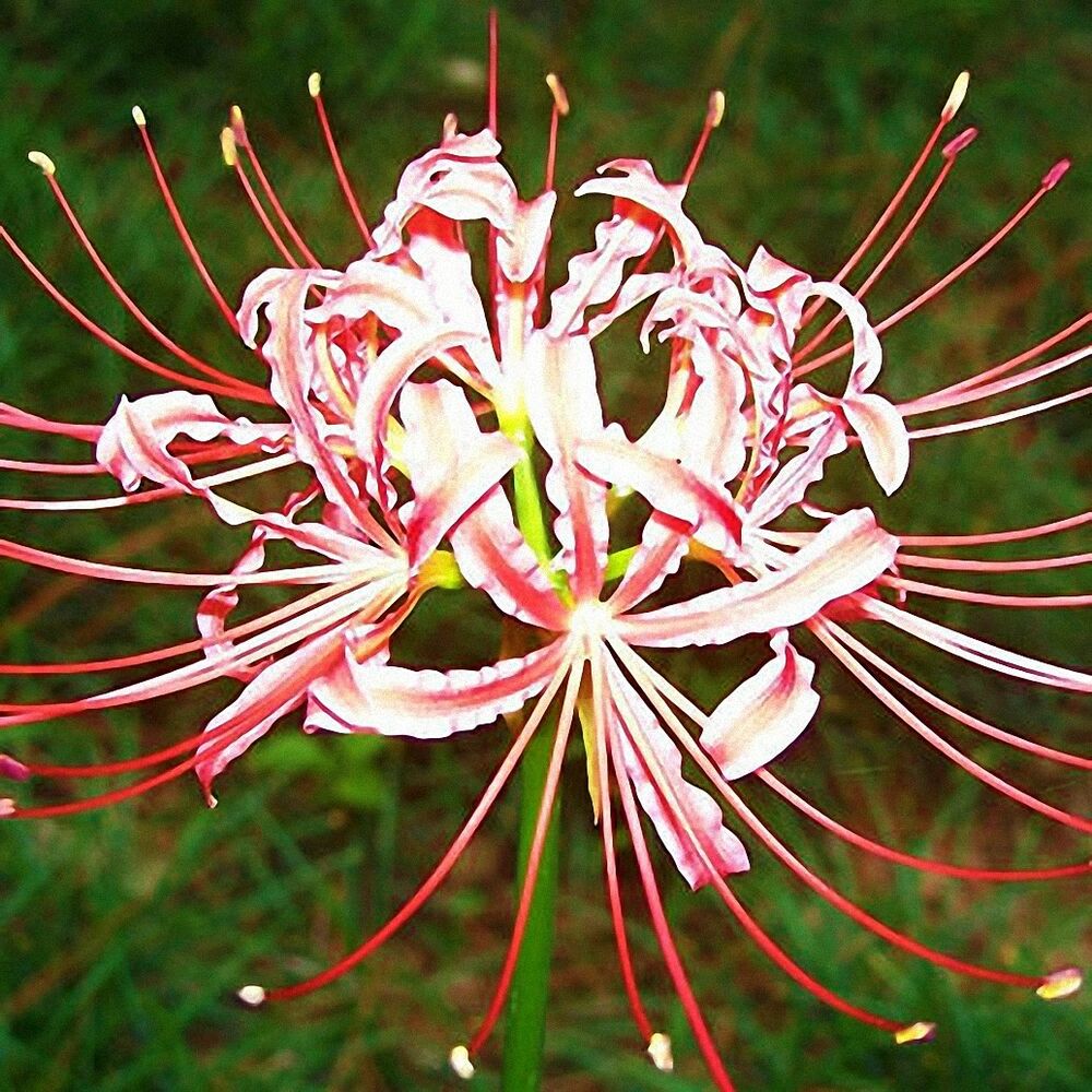  p>石蒜属(学名: i>lycoris  /i>herb.