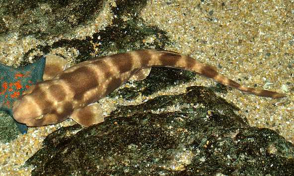  p>虎纹猫鲨(学名: i>scyliorhinus torazame /i>)是猫鲨科,猫鲨属的