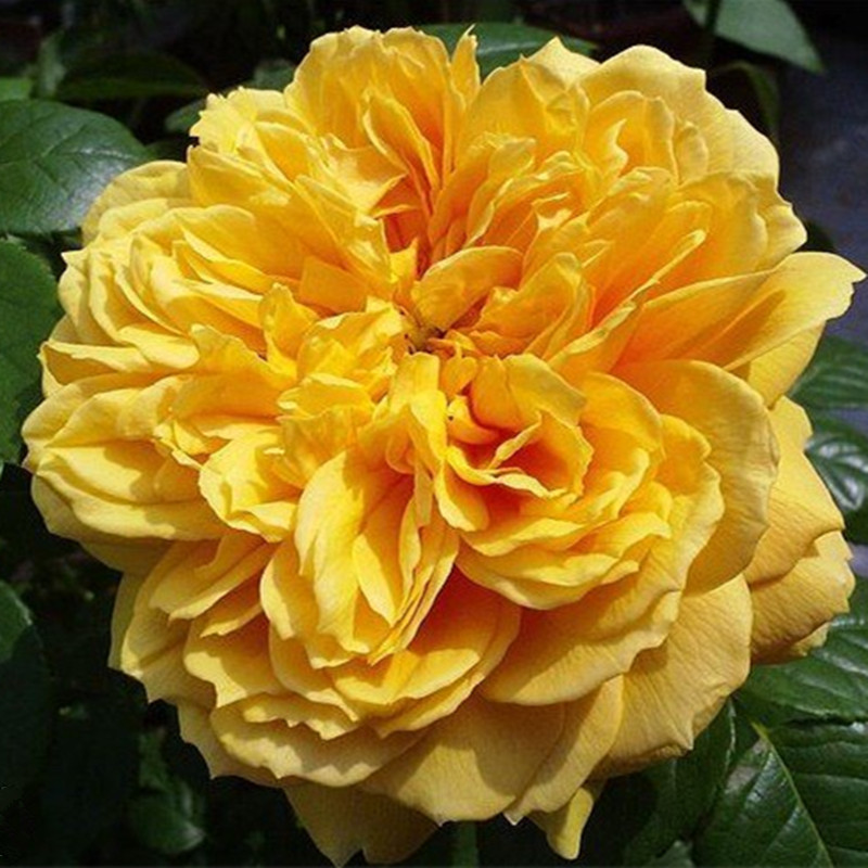  p>利亚图图是月季品种,属于 a target="_blank" href="/item/蔷薇科