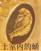 形态各异的茧和蛹