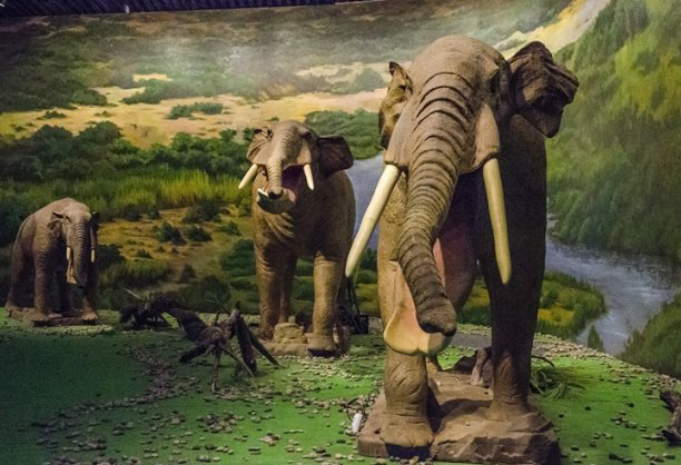  p>铲齿象是属于嵌齿象科的一种象类.