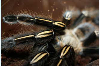 murinus)原产于法属圭亚那,苏里南的热带雨林,是一个经典的宠物捕鸟蛛