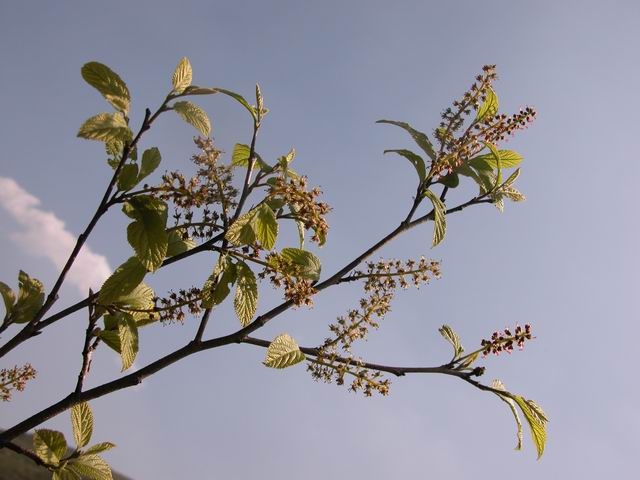  p>牛鼻栓属(学名:fortunearia rehd.