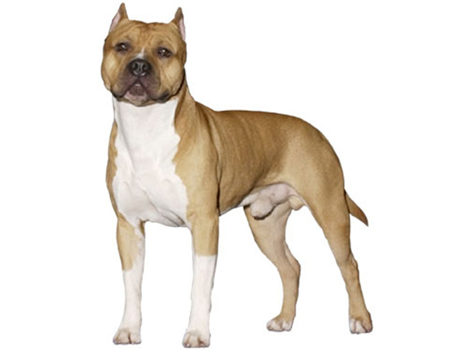  p>斯塔福郡斗牛梗是一种短毛狗.就其体型而言力气非常大.