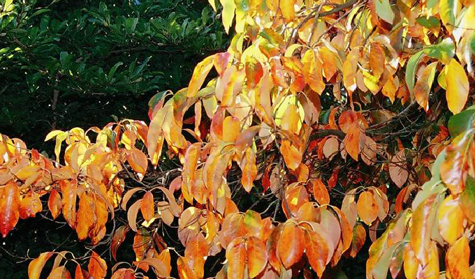  p>多花蓝果树又名 a href="#" data-lemmaid="8085827">美国紫树 /a>