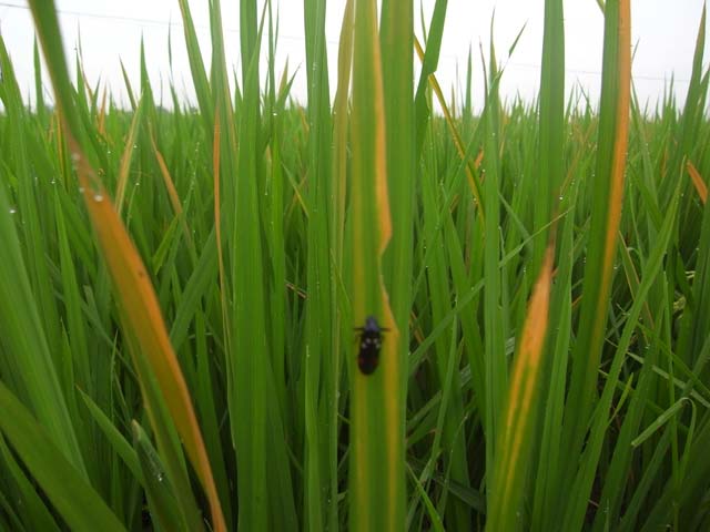 水稻赤斑黑沫蝉