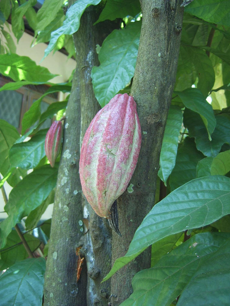 theobroma cacao l.