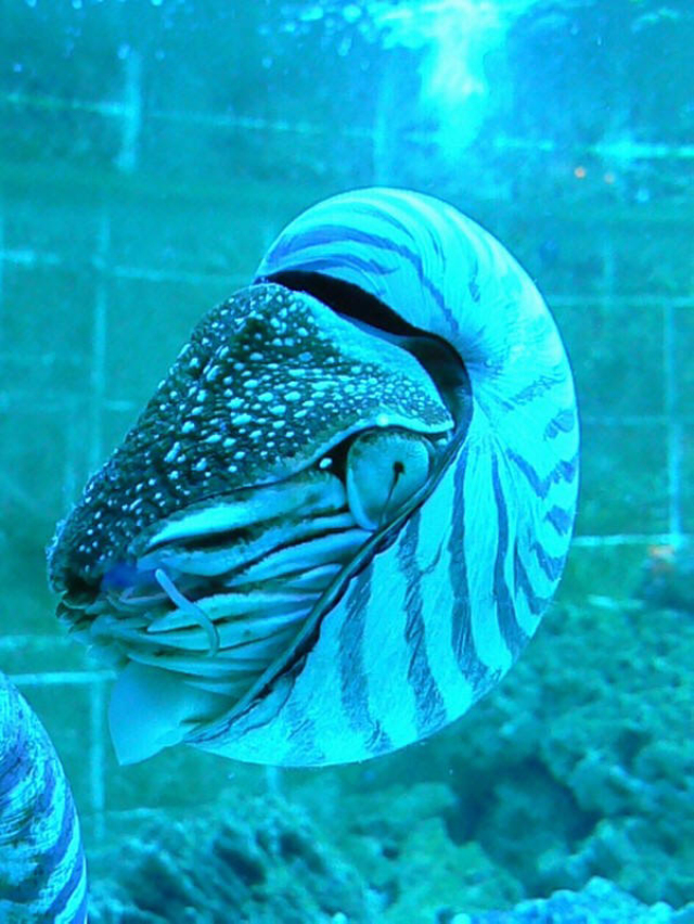 鹦鹉螺属(nautilus)及异鹦鹉螺属( i>allonautilus /i>)