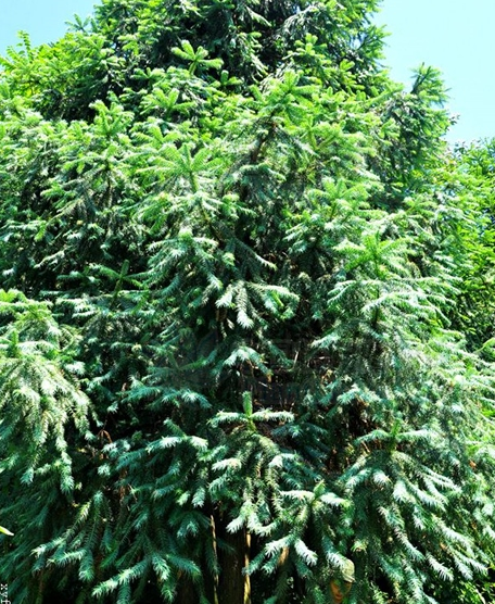 灰叶杉木_百度百科