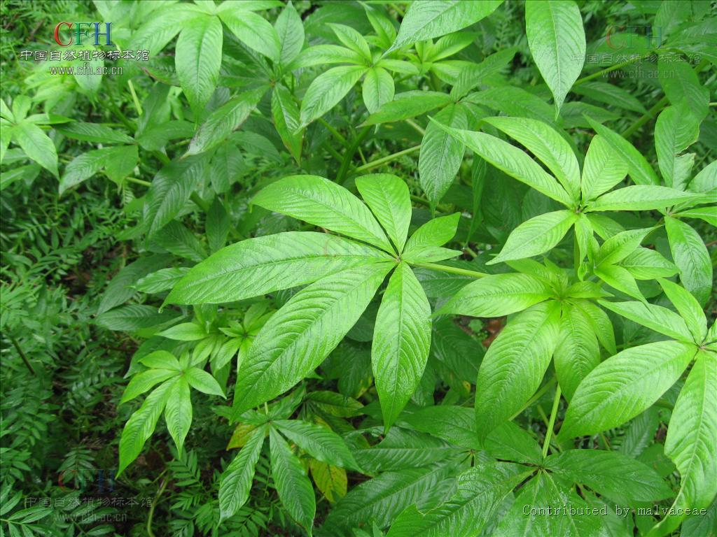  p>尾叶崖爬藤(学名:tetrastigma caudatum merr. et chun)木质藤本.