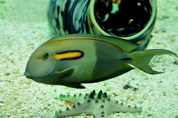  p>橙斑刺尾鱼(学名: i>acanthurus olivaceus /i>),又称一字刺尾鲷