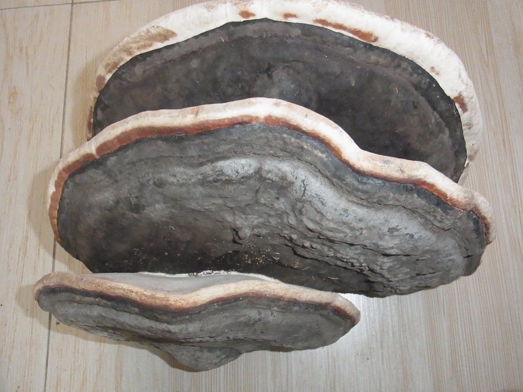 又名 a href="#" data-lemmaid="2756906">松生拟层孔菌 /a>