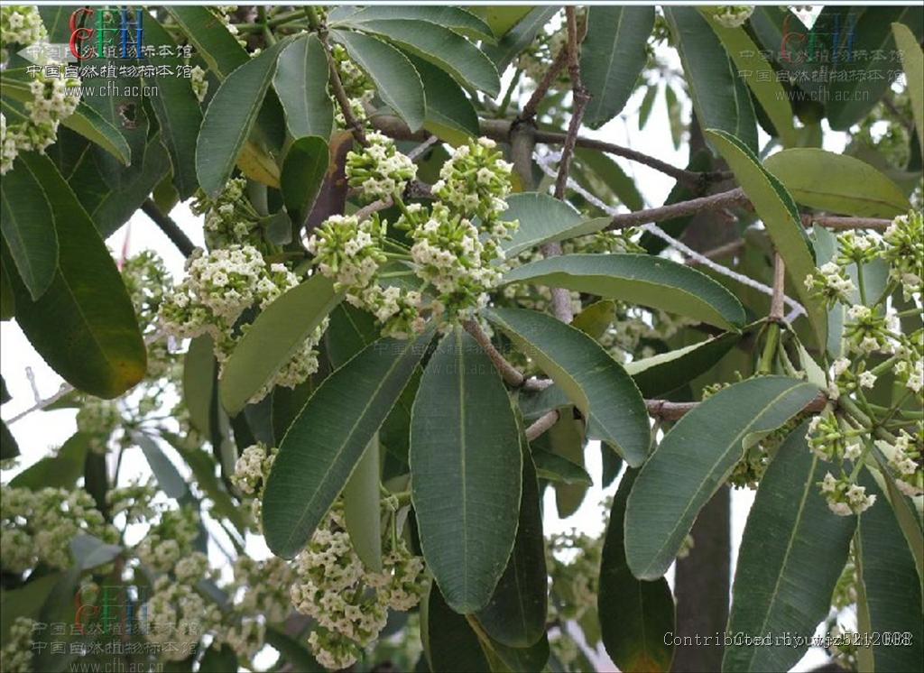  p>糖胶树(学名: i>alstonia scholaris /i> (l.)r. br.