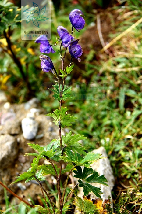  p>船盔乌头(学名:aconitum naviculare (brühl) stapf),是 a target