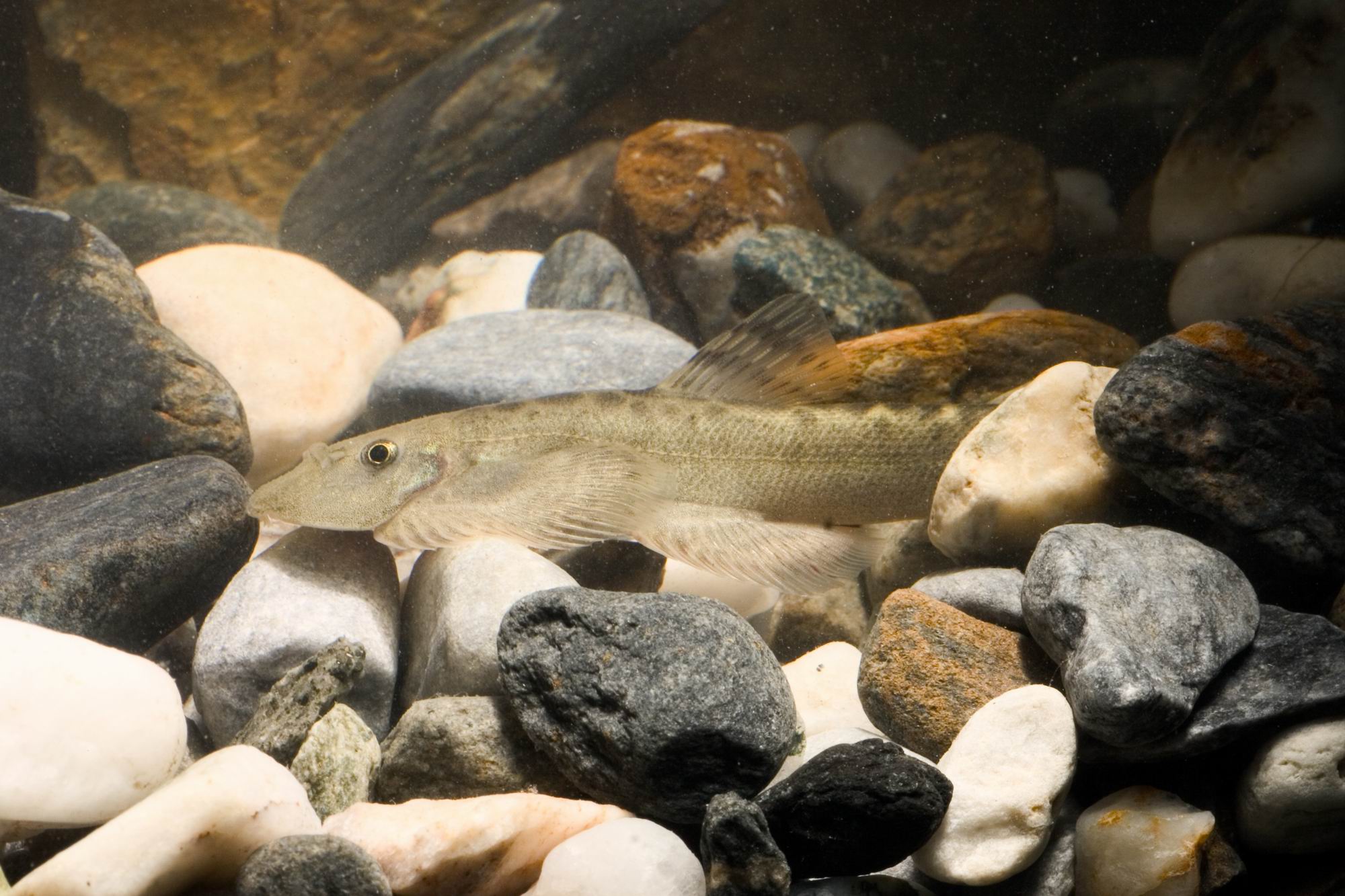  p>缅甸爬鳅, i>balitora brucei burmanicus  /i>(hora, 1932), a