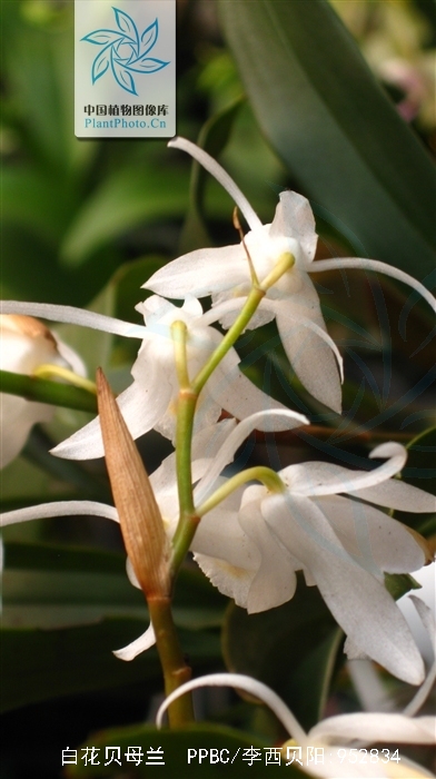  p>白花贝母兰(学名: i>coelogyne leucantha  /i> w. w. smith.