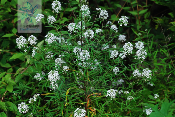  p>狭叶珍珠菜(lysimachia pentapetala bunge), a href="#" data