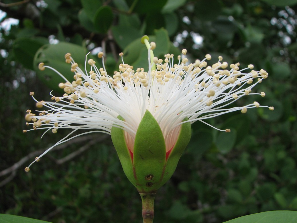 engler)是千屈菜科海桑属乔木.