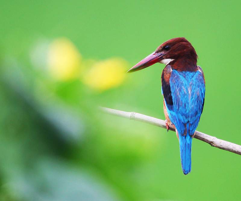 smyrnensis /i>),是 a href="#" data-lemmaid="2501706">翠鸟科 /a>