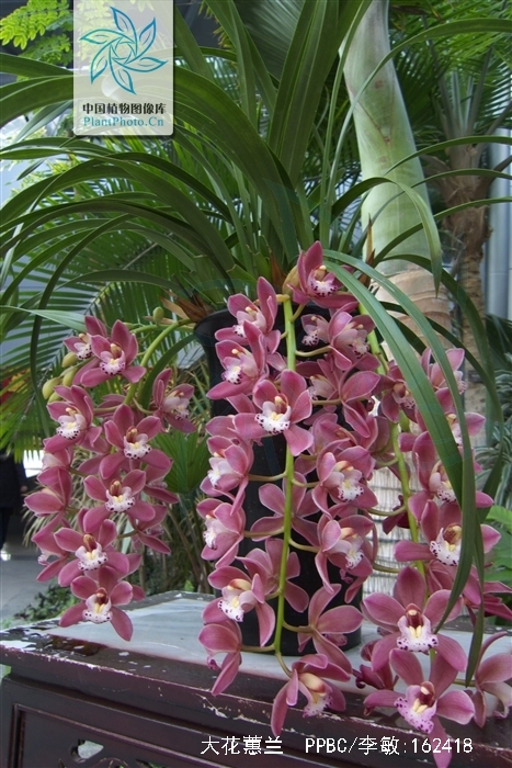  p>大花蕙兰(学名: i>cymbidium hybrid  /i>)是兰科,兰属园艺种,由