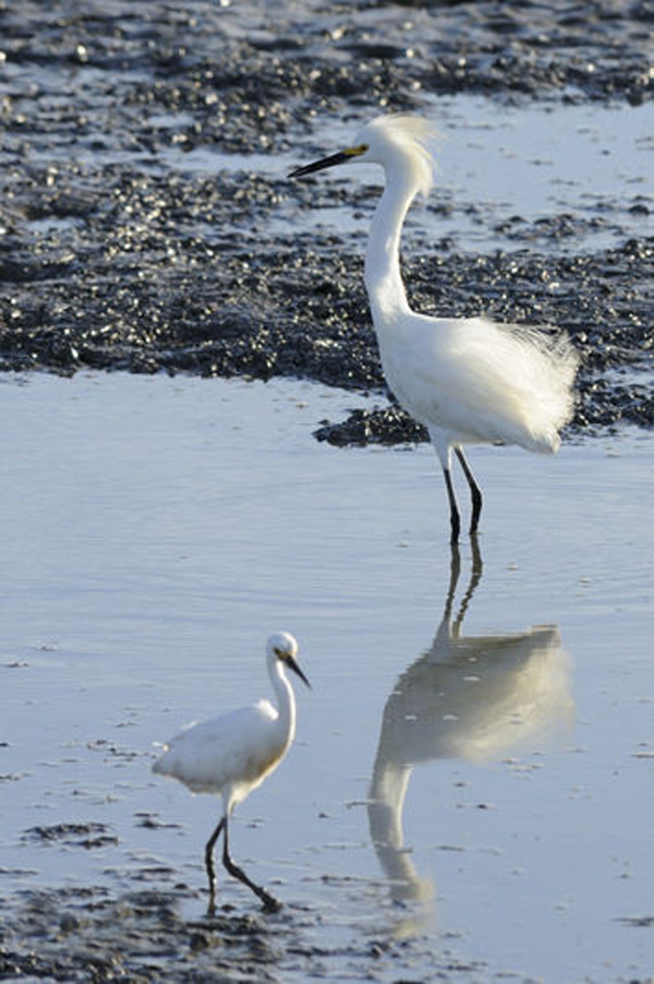  p>雪鹭(学名: i>egretta thula /i>):全身洁白的羽毛,颈背有丝状 a