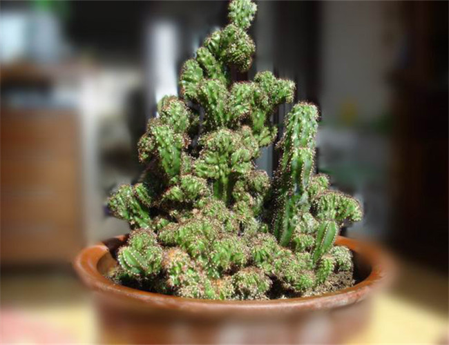 ctrid="tza3gdij77iw">山影拳,是仙人掌科十天轮柱 /span> /span> sup