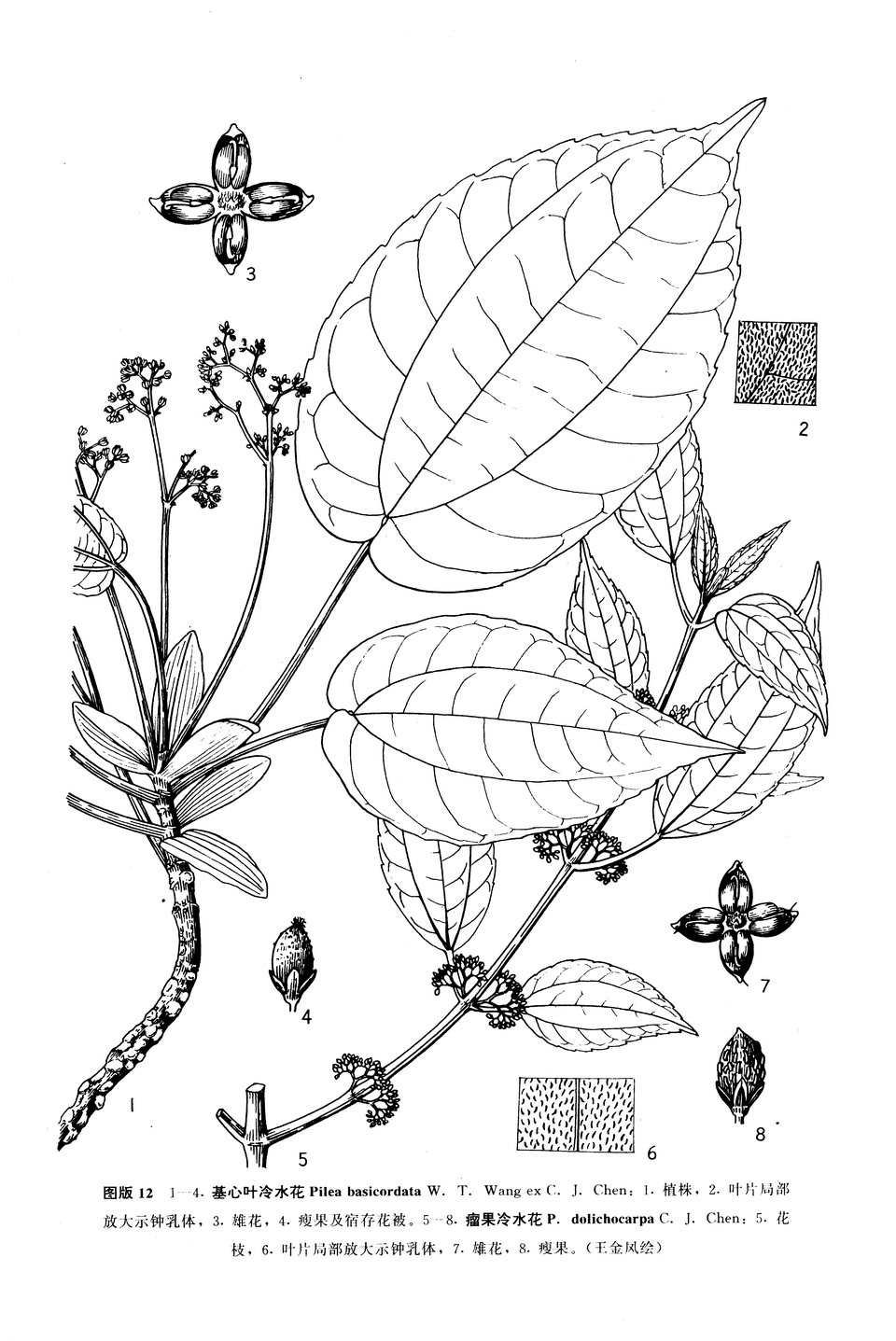 心叶冷水花