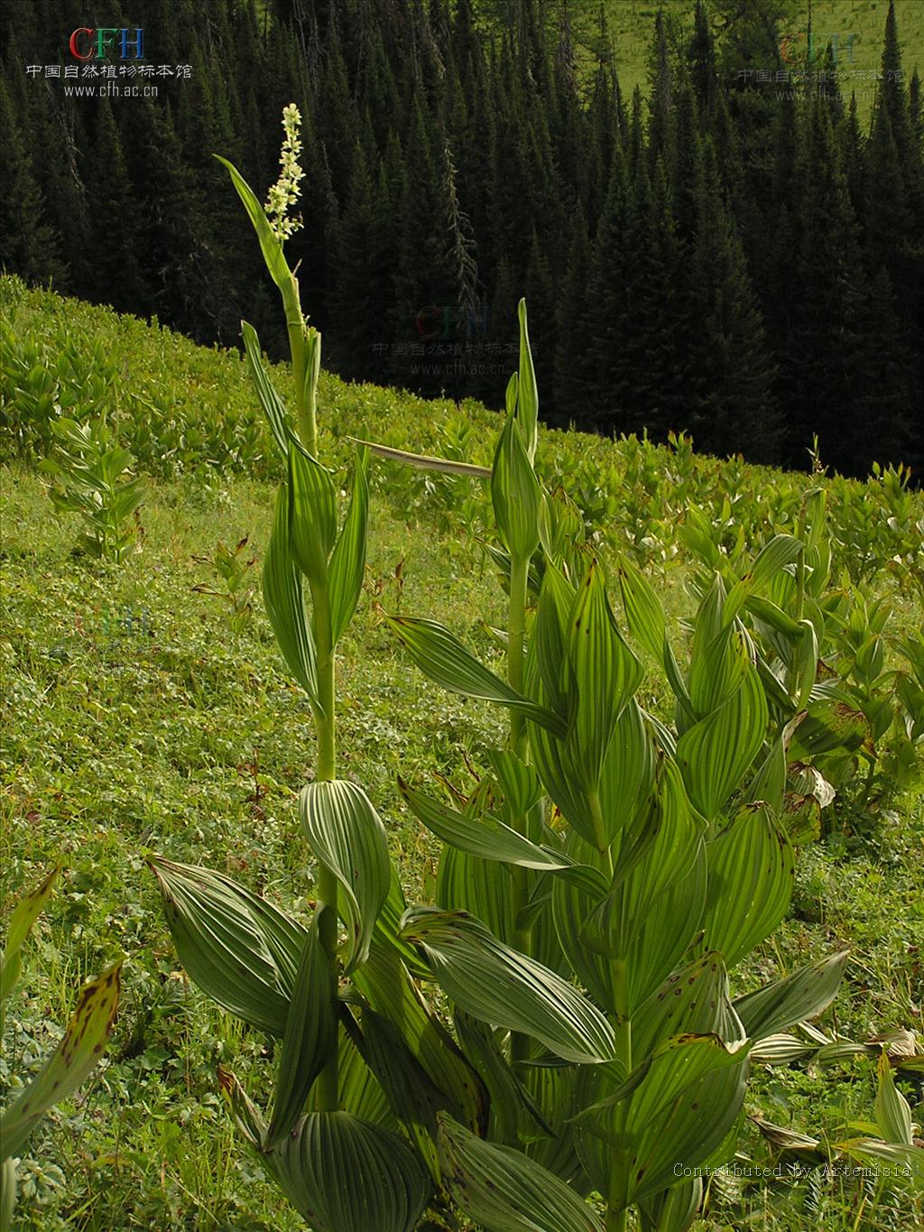  p>阿尔泰藜芦 i>(veratrum lobelianum) /i>,是 a href="#" data