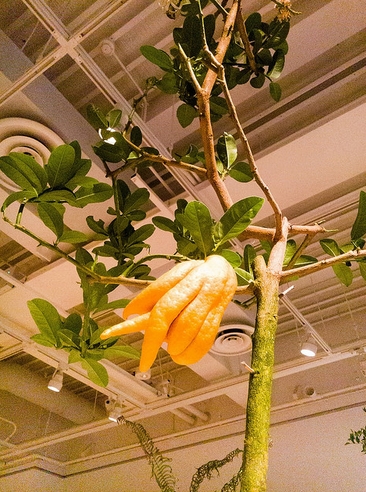  p>香橼(学名: i>citrus medica  /i> l.