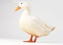 鸭子