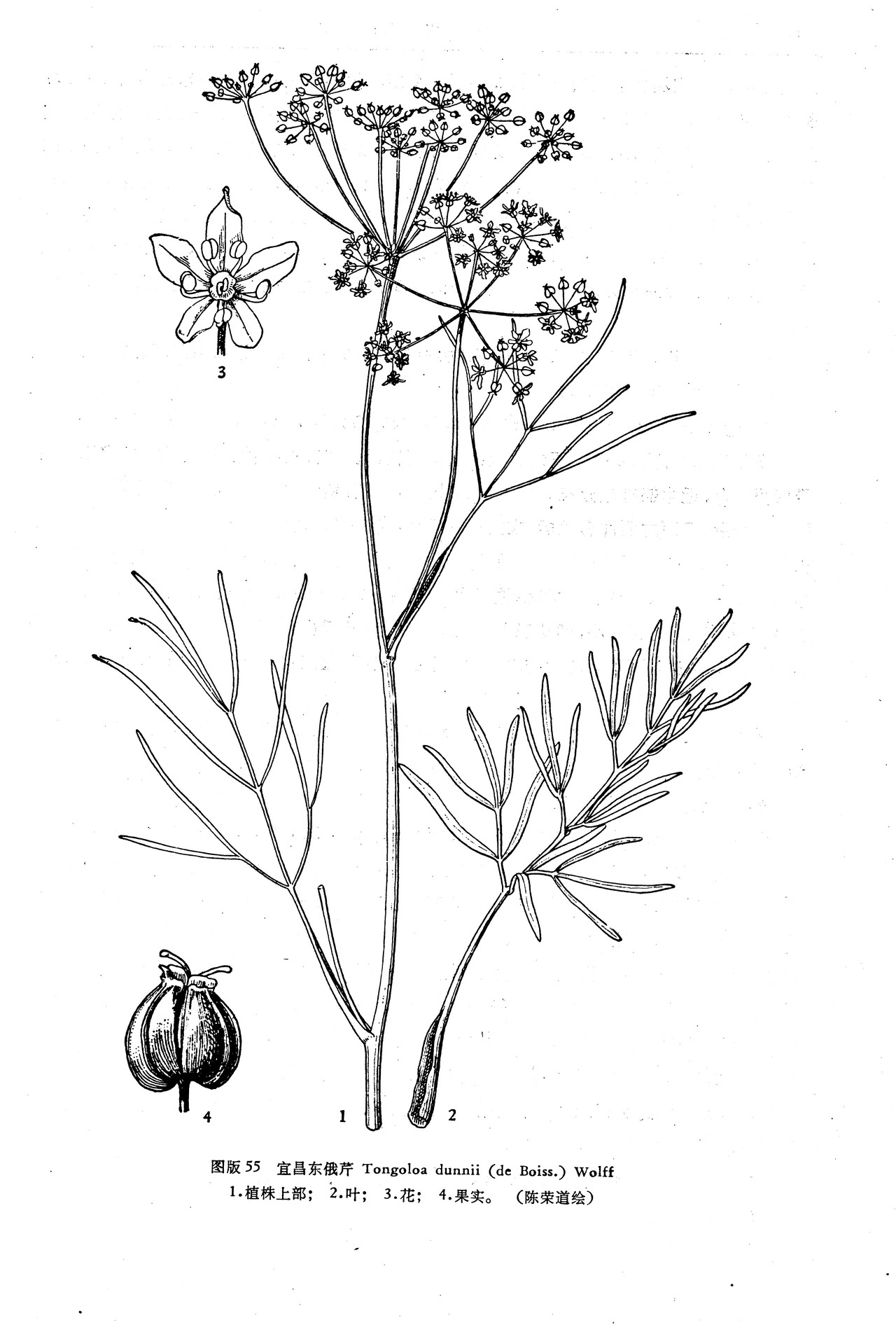 tongoloa silaifolia (de boiss.) wolff