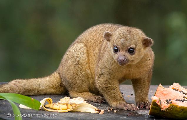  i>potos flavus /i>,英文名:kinkajou),是生活在雨林中的一种浣熊科