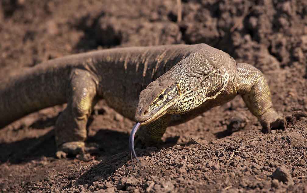  p>荒漠巨蜥(varanus griseus),又名沙漠巨蜥,是北美洲及亚洲西部的