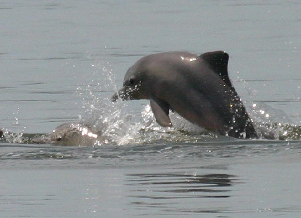 土库海豚