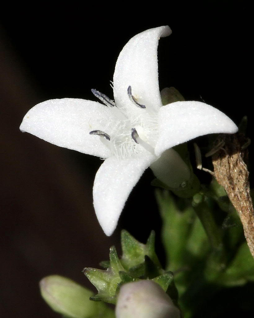  p>梵茜草(学名: rubia manjith roxb. ex flem.)是茜草科茜草属植物.