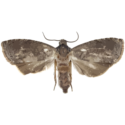  p>梨小食心虫( i>grapholitha molesta /i>)是卷蛾科,小食心虫属的一