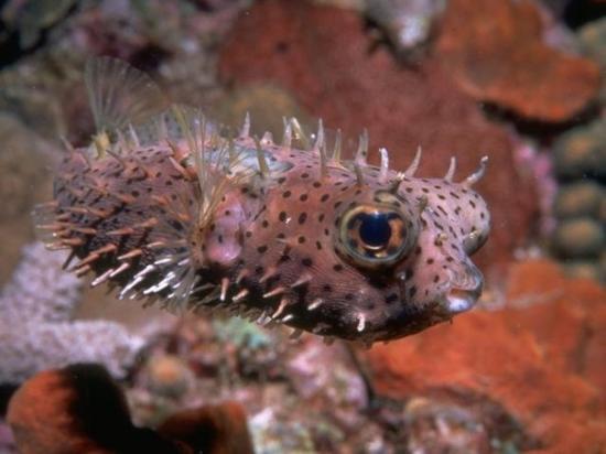chilomycterus orbicularis