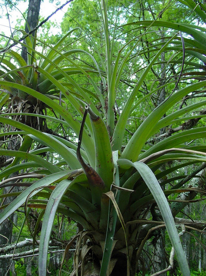  p>亚历克斯铁兰(学名: i>tillandsia utriculata /i>  l.