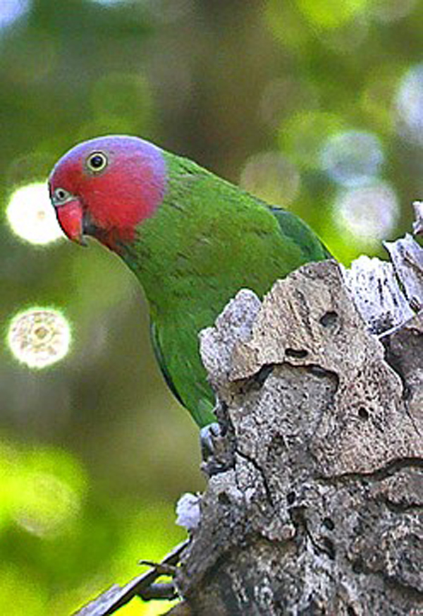  p>红颊鹦鹉(学名:geoffroyus geoffroyi)体长约21厘米,体重135～180