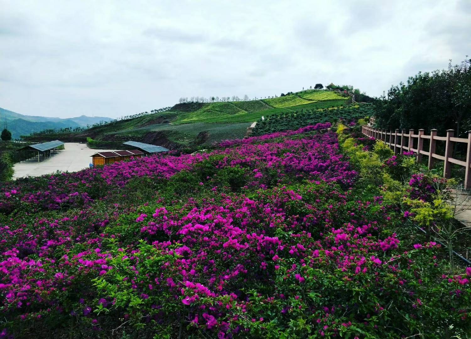  p data-id="gnvh2ch11p">喜来登杨梅小镇位于四川省成都市天府新区