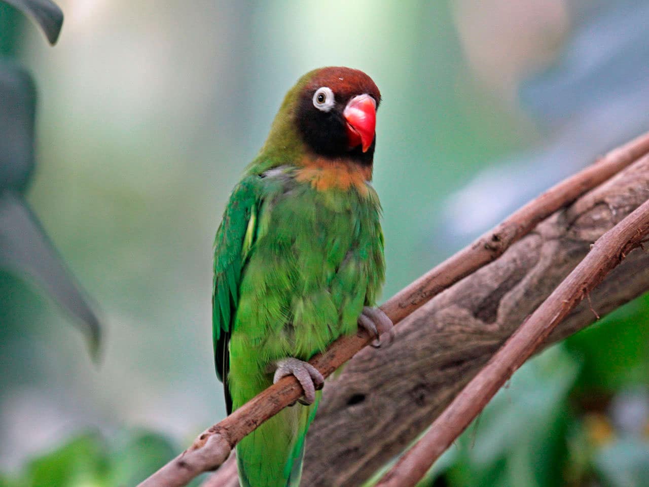  p>黑脸牡丹鹦鹉(学名: i>agapornis nigrigenis /i>):体长13-14厘米